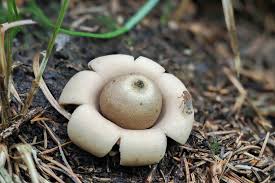 Attēlu rezultāti vaicājumam “Geastrum fimbriatum”