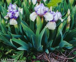 Attēlu rezultāti vaicājumam “Iridaceae”