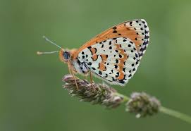 Attēlu rezultāti vaicājumam “Melitaea didyma underside”