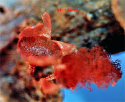 Attēlu rezultāti vaicājumam “Arcyria helvetica”