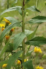 Attēlu rezultāti vaicājumam “Hieracium umbellatum”