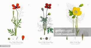 Attēlu rezultāti vaicājumam “Papaver argemone leaf”