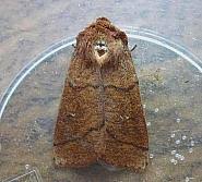 Attēlu rezultāti vaicājumam “Mythimna turca”