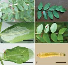 Attēlu rezultāti vaicājumam “Phyllonorycter sp.”