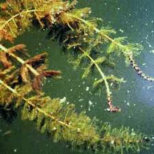 Attēlu rezultāti vaicājumam “Myriophyllum spicatum”
