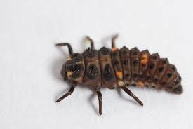 Attēlu rezultāti vaicājumam “Adalia bipunctata larva”