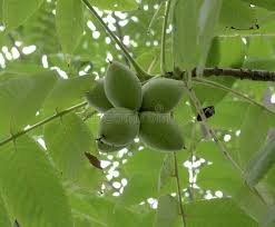 Attēlu rezultāti vaicājumam “Juglans mandshurica leaf”