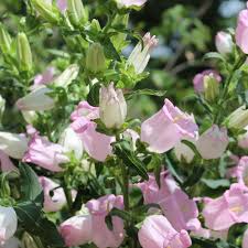 Image result for Marienglockenblumen