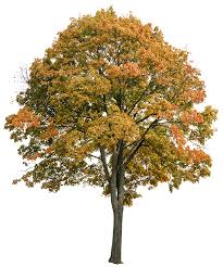 Attēlu rezultāti vaicājumam “Acer platanoides”