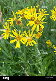 Attēlu rezultāti vaicājumam “Jacobaea paludosa flower”