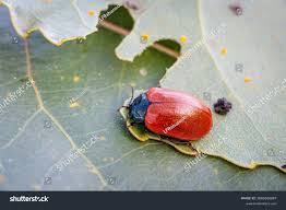 Attēlu rezultāti vaicājumam “Chrysomela populi”