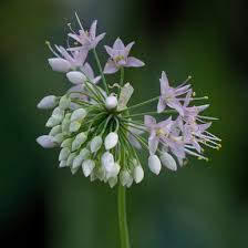Attēlu rezultāti vaicājumam “Allium cepa flower”