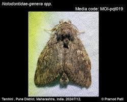 Attēlu rezultāti vaicājumam “Notodontidae”