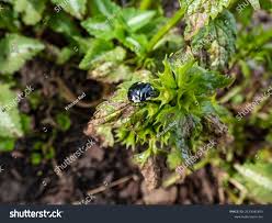 Attēlu rezultāti vaicājumam “Tritomegas bicolor nymph”