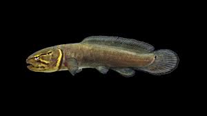 Attēlu rezultāti vaicājumam “Licea pygmaea”