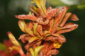 Attēlu rezultāti vaicājumam “Puccinia agrostidis”