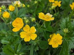 Attēlu rezultāti vaicājumam “Potentilla arenaria leaf”