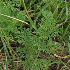 Attēlu rezultāti vaicājumam “Daucus carota subsp. carota leaf”