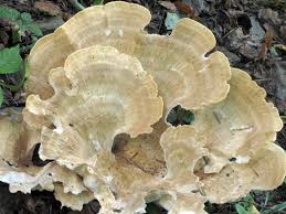 Attēlu rezultāti vaicājumam “Bondarzewia mesenterica”