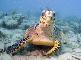 Image result for Eretmochelys imbricata