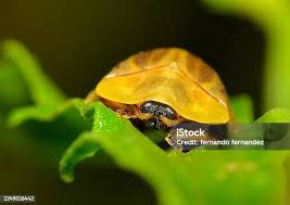 Attēlu rezultāti vaicājumam “Elasmucha ferrugata”