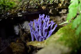 Attēlu rezultāti vaicājumam “Ramariopsis pulchella”