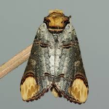 Attēlu rezultāti vaicājumam “Phalera bucephala”