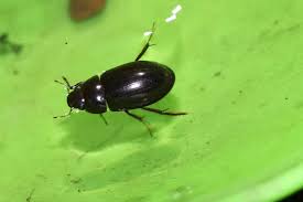 Attēlu rezultāti vaicājumam “Hydrochara caraboides”