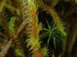 Attēlu rezultāti vaicājumam “Rhytidiadelphus triquetrus”