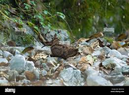 Attēlu rezultāti vaicājumam “Scolopax rusticola nest”