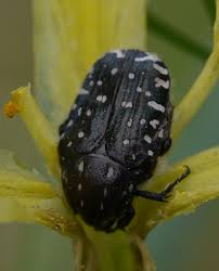 Attēlu rezultāti vaicājumam “Oxythyrea funesta”