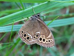 Attēlu rezultāti vaicājumam “Lopinga achine”