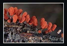 Attēlu rezultāti vaicājumam “Arcyria stipata spores”