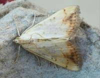 Attēlu rezultāti vaicājumam “Evergestis extimalis”