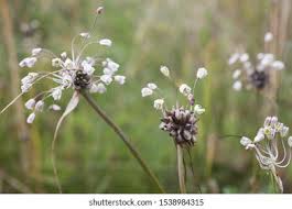 Attēlu rezultāti vaicājumam “Allium oleraceum flower”
