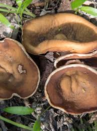 Attēlu rezultāti vaicājumam “Disciotis venosa”