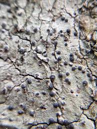 Attēlu rezultāti vaicājumam “Acrocordia gemmata”