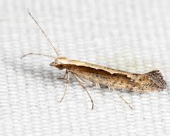 Attēlu rezultāti vaicājumam “Plutella xylostella”