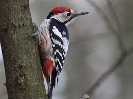 Attēlu rezultāti vaicājumam “Dendrocopos leucotos male”