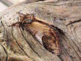 Attēlu rezultāti vaicājumam “Notodonta ziczac”