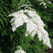 Attēlu rezultāti vaicājumam “Sorbaria sorbifolia”