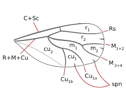 Attēlu rezultāti vaicājumam “Trioza dispar”