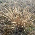 Attēlu rezultāti vaicājumam “Corynephorus canescens fruit”