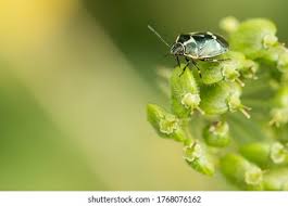 Attēlu rezultāti vaicājumam “Eurydema dominulus imago”