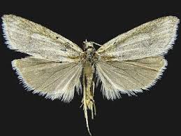 Attēlu rezultāti vaicājumam “Eana argentana”