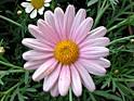 Daisy - Flower Society Provides information of different flowers types
