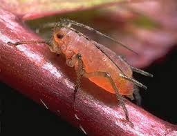 Attēlu rezultāti vaicājumam “Aphodius sp. imago”