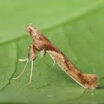 Attēlu rezultāti vaicājumam “Caloptilia hemidactylella”