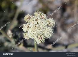 Attēlu rezultāti vaicājumam “Libanotis montana”