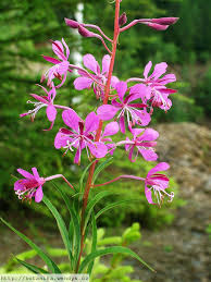 Attēlu rezultāti vaicājumam “Epilobium angustifolium bud”